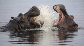 An adult hippo play-fights with a juvenile, teaching the younger hippo to defend itself against dangers. 