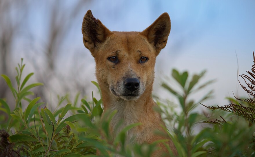 DOGS IN THE WILD On NATURE (Series Finale this week) | KPBS Public Media