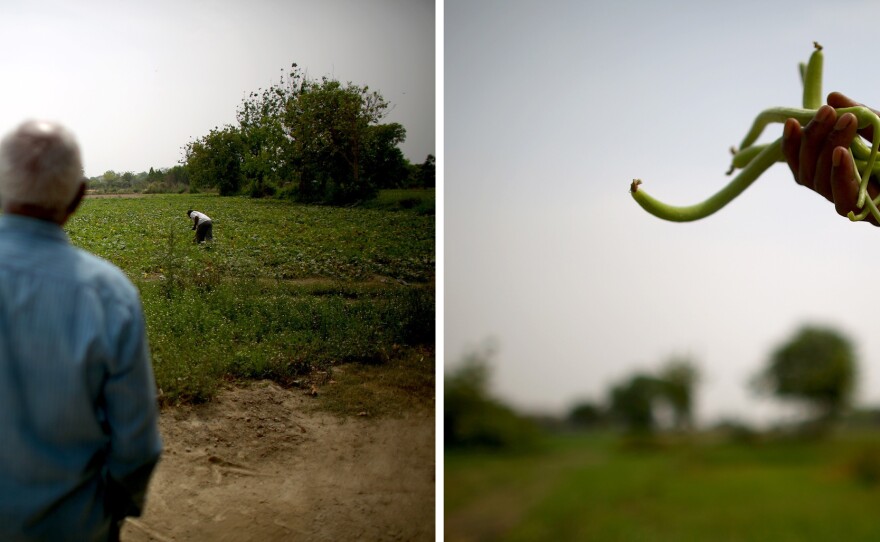 Baljeet Singh surveys men picking vegetables grown along the floodplain of the Yamuna River. Environmentalists say the produce is irrigated with contaminated river water and blame farmers for further polluting the river with pesticides. "If Yamuna is polluted, the reason for that is not the farmers," says Singh. "We are not ready to accept that we are putting the health of people at risk."