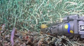 The newly classified eelpout swims near a tangle of tubeworms at the Jaco Scar in this undated photo.