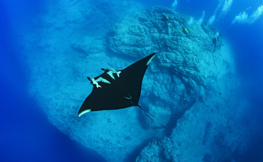 Underwater at the Revillagigedo National Park off he coast of Mexico in this undated photo