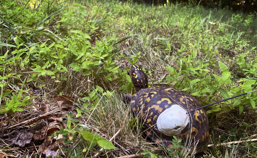 Tracking Box Turtle How do you save the beloved box turtle? A 100-year-long study | KPBS ...