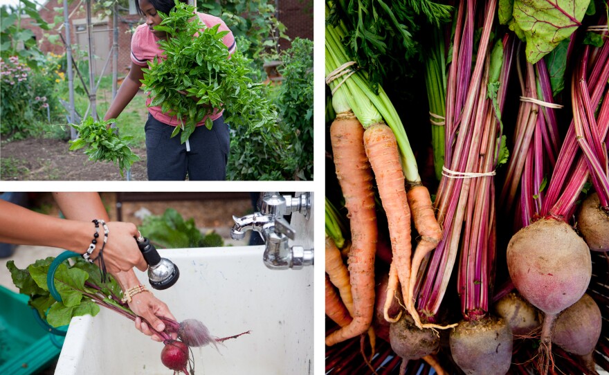 Top Left: Nychele Williams, 15, gathers basil in the garden at Eastern Senior High School. Bottom left: Yanci Flores rinses recently harvested beets. Right: Carrots and beets are displayed at the Aya Farmers Market, where students sell their produce on Saturdays.