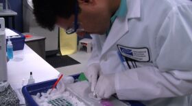 A lab worker at the International Genomics Consortium prepares a tissue sample. The IGC is a non-profit research firm housed at the Phoenix Biomedical Campus.