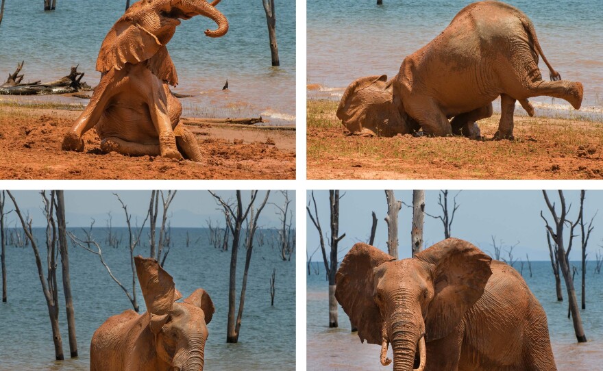 Amazing Internet Portfolio Award: <em>The Joy of a Mud Bath</em> in Zimbabwe.