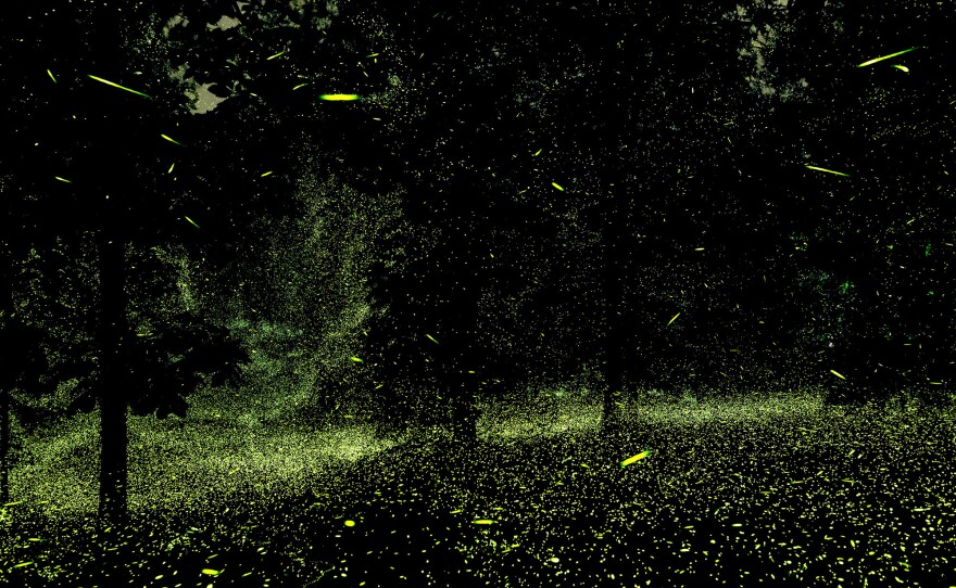 Fireflies in the back yard of one of Mauney's neighbors' homes in June outside Tivoli, N.Y. "New people just bought the house but they were out of town," Mauney said. "So they have yet to meet their oldest neighbors (fireflies)."