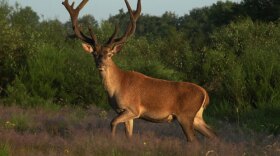 Deer (Cervidae elaphus) have a territory they know by heart and a network of trails that they use all their lives.