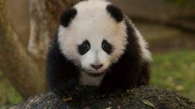  Zhen Zhen, a baby giant panda, San Diego Zoo.