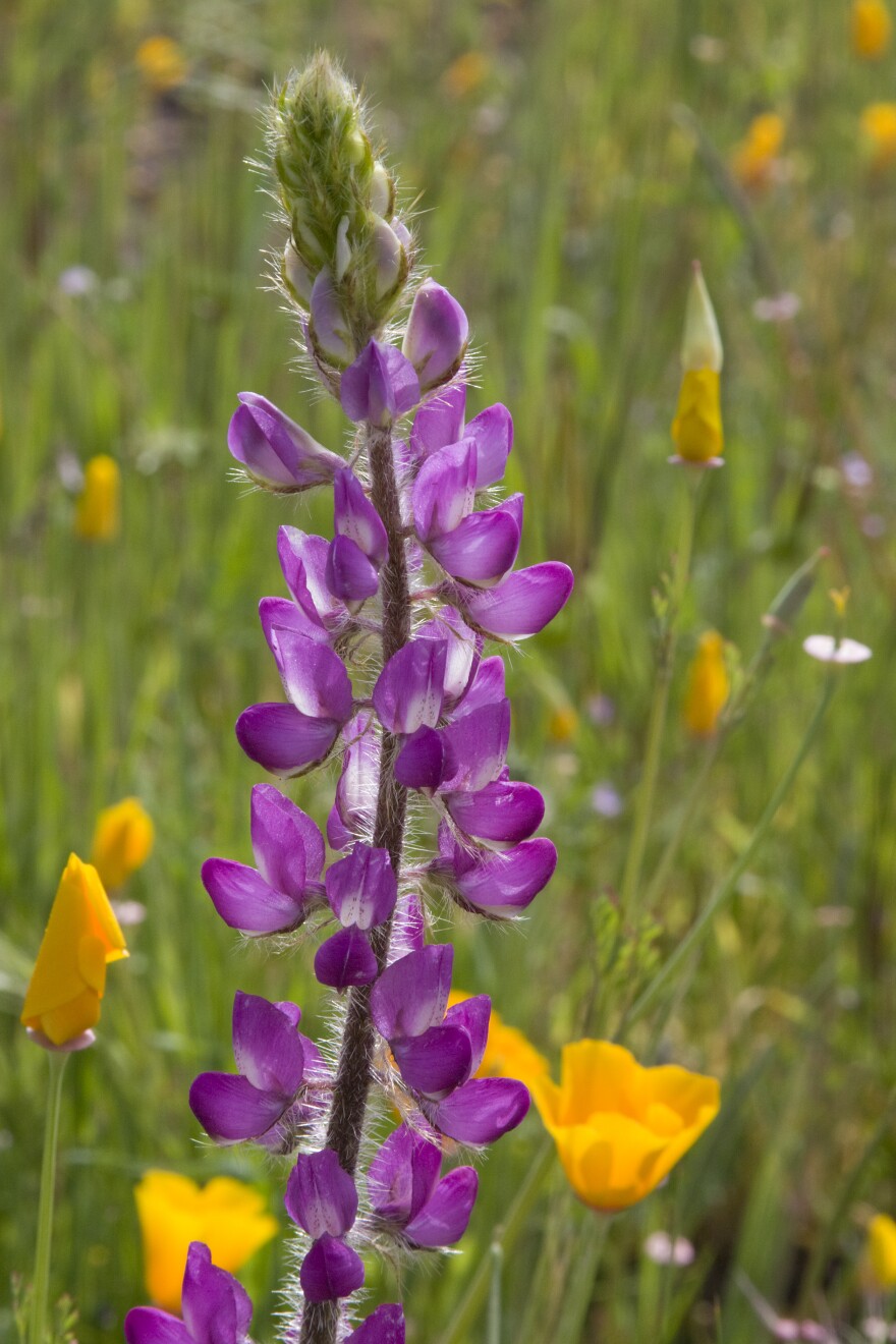 San Diego Super Bloom At Mission Trails Regional Park KPBS Public Media