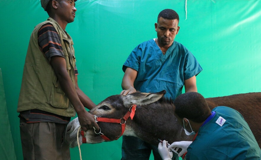 Veterinarians treat a patient at a donkey clinic in Addis Ababa, Ethiopia.