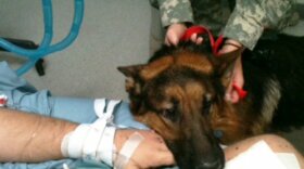 JaJo rests his head on the hand of his injured handler in the intensive care unit at Landstuhl Regional Medical Center in Germany. 