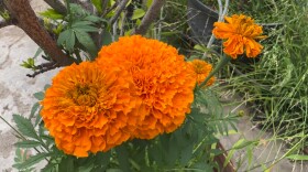 Cempasúchil (marigold) flowers planted by Maria Elena Castellanos in Chula Vista, earlier this year.  May 11, 2025.