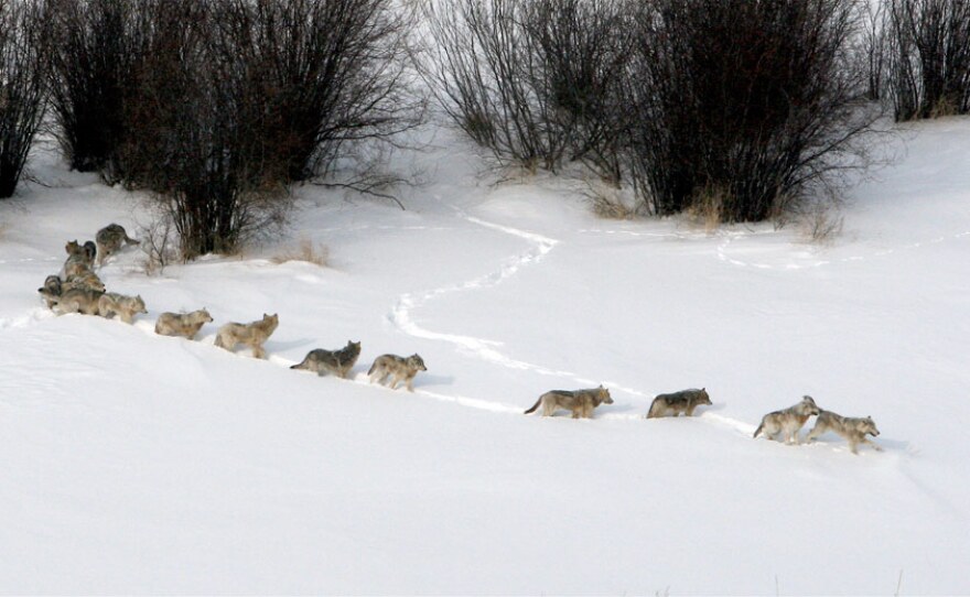 Wolf pack traveling through snow.