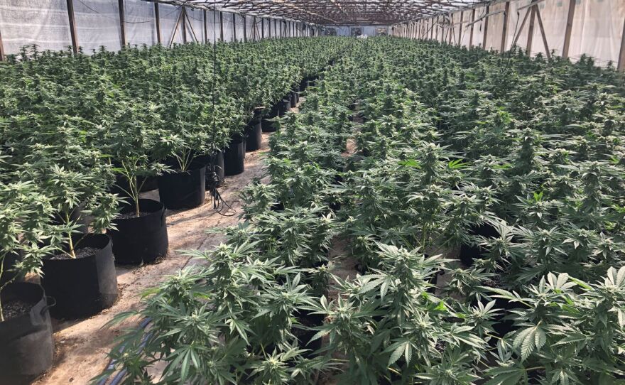 An illegal marijuana grow in an unincorporated area of Valley Center northeast of San Diego County on Friday, June 25, 2021.