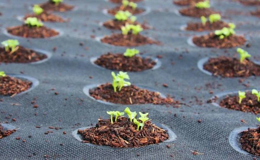 Seedsheets are made of weed-blocking fabric, a thick layer of soil and dissolvable pods full of organic seeds.