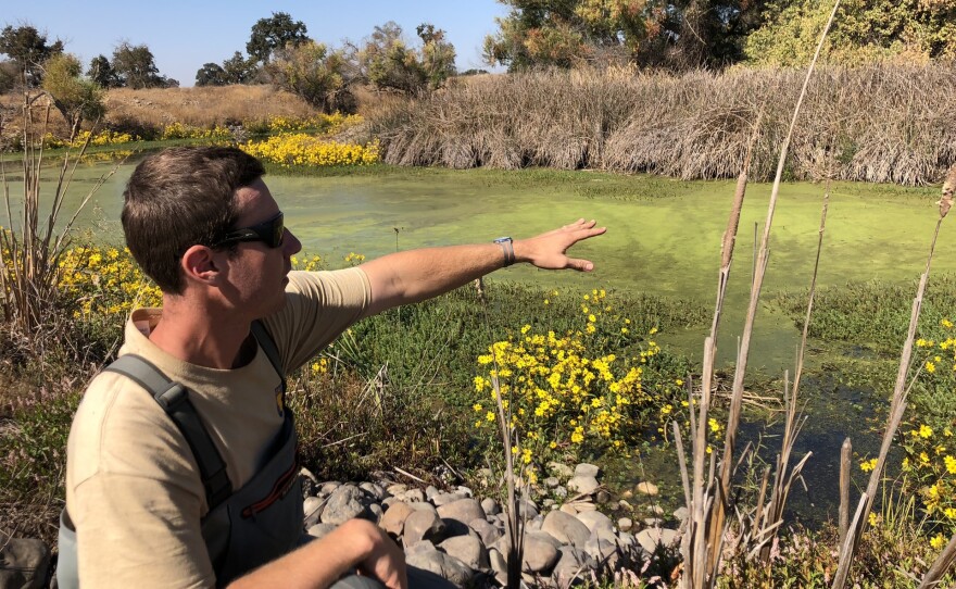 Sean McCain, from California's Department of Fish and Wildlife, points out nutria habitat in this undated photo.