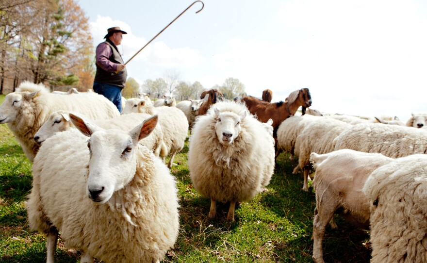 Craig Rogers with his sheep and lambs at Border Springs Farm, his farm in Patrick Springs, Va.