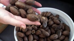 U.S. exports of pecans to China have increased sharply in recent years.