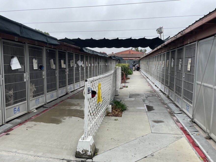 Dog kennels at the San Diego County animal shelter in Bonita with water runoff after a worker cleaned them with a hose on June 3, 2025. 