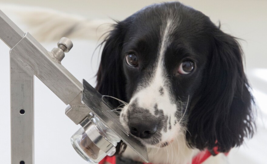 Freya, a springer spaniel, is in training to detect malaria parasites in sock samples taken from children in Gambia. Two canine cohorts were used in a study on malaria detection.