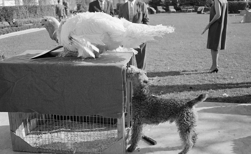 Charlie, Caroline Kennedy's pet Welsh terrier, inspects a turkey presented to President Kennedy after a traditional Thanksgiving week ceremony at the White House in Washington, Nov. 19, 1963. President Kennedy "pardoned" the bird, sending it back to the farm. Charlie had the run of the grounds during the ceremony.