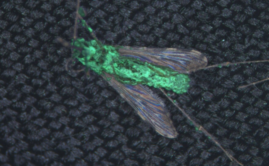 An Anopheles coluzzi mosquito, which can transmit malaria, with a genetically modified fungus emerging from the body after the insect's death. A green fluorescent protein was included to mark the fungus, shown under a UV light.