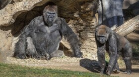 Members of the Gorilla Troop at the San Diego Zoo Safari Park are pictured, Jan. 11, 2021. 