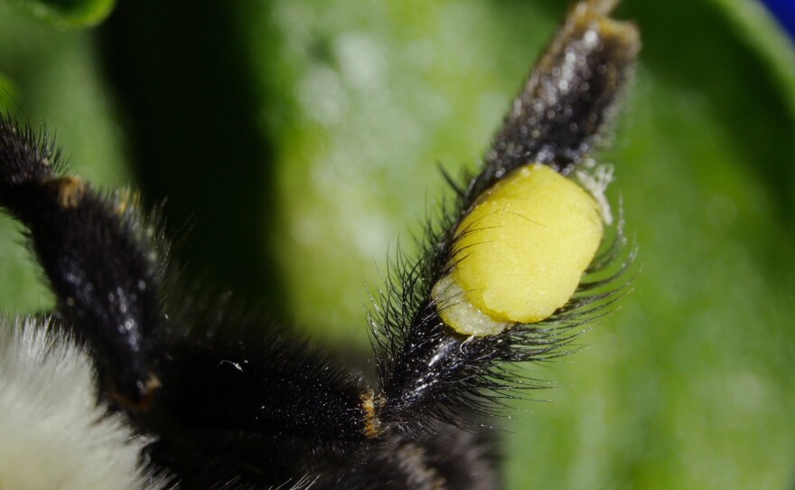 The bumblebee stores the pollen grains in neat sacs on her legs.