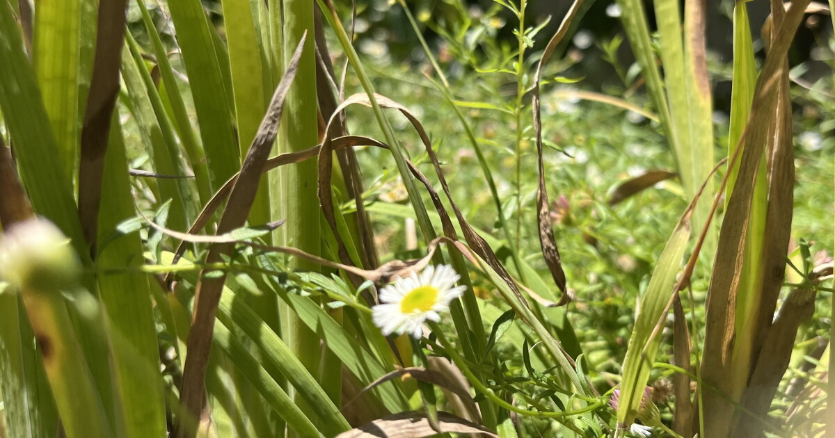 San Diego pollen allergies now among worst for major US cities