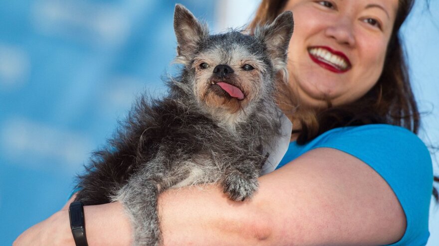 Miriam Tcheng holds Moe, while Moe demonstrates his considerable disdain for all those who can't compete with his tongue. Still, Moe had to settle for second place.