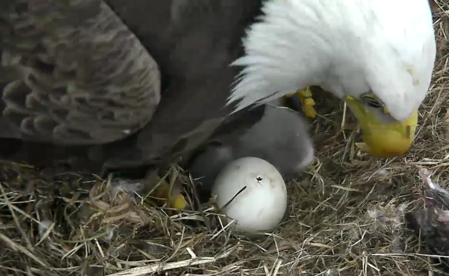 As the hours passed on Saturday, the pip became more visible.