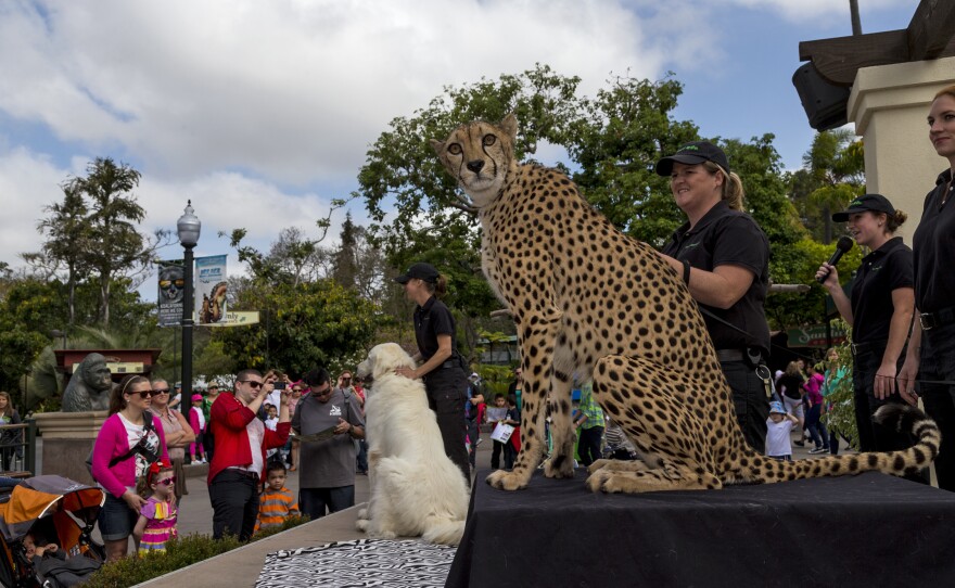 This undated photo shows visitors watching during a stage animal encounter at San Diego Zoo.