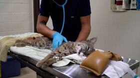 In this Jan. 18, 2021 file photo, a San Diego Humane Society veterinarian attends to an injured bobcat, who was brought in for treatment on Dec. 16, 2020.