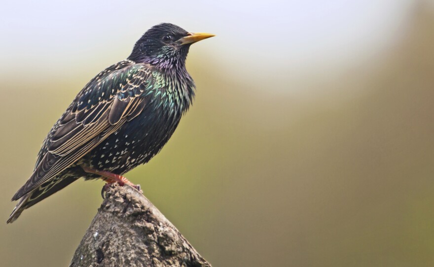 Scientists could use recordings of wildlife to monitor the movements of invasive species like the European starling.