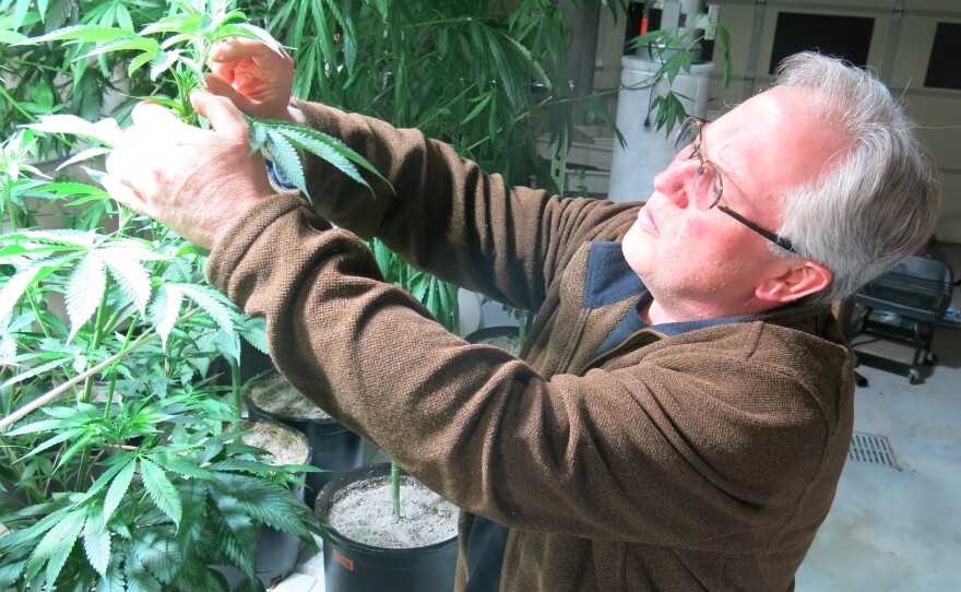 Ben Holmes examines the hemp leaves on his plants. He says the plants get to be 20 feet tall.