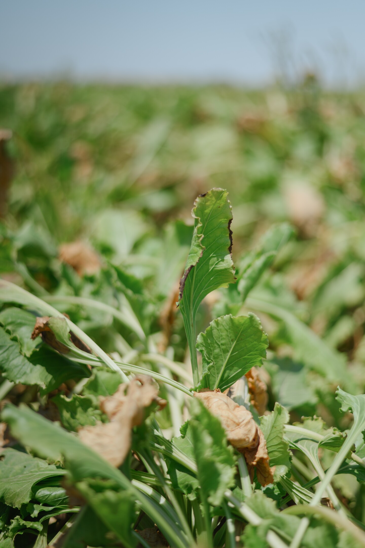 The leaves of a sugarbeet poke through the soil in one of the Abatti family's fields outside El Centro in Imperial County on July 16, 2025. Sugar beets make up over a third of the crops that Abatti and his family grow every year.