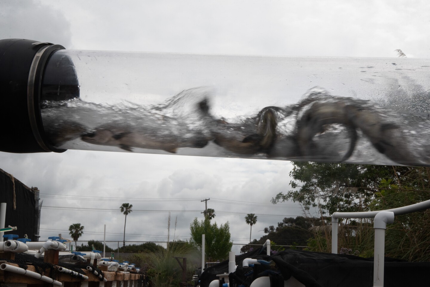 Young seabass fight the current in the plastic chute that flushes the fish into the Carlsbad's Agua Hedionda lagoon on April 2, 2026.