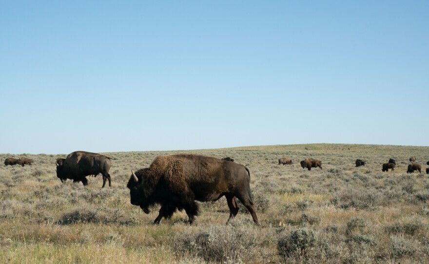 Bison walk on American Prairie Reserve land. The organization is slowly purchasing ranches from willing sellers, phasing out the cows and replacing them with wild bison.