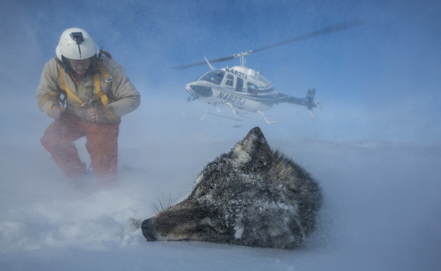 Park Service biologist Doug Smith races toward a gray wolf that he shot from the air with a tranquilizer dart. Before it awakens, he'll give it a quick physical exam and fit it with a radio collar. Wolves are now thriving in Yellowstone, but researchers monitor them closely.