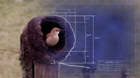 Ovenbird in nest "blueprint."