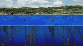 KZO Sea Farms has partnered with an interdisciplinary team of international scientists, ocean engineers, and educational professionals to develop public private sector mariculture programs. It is planning to develop Mariculture Parks for farming low trophic shellfish and seaweed, employing sustainable techniques and technologies. 