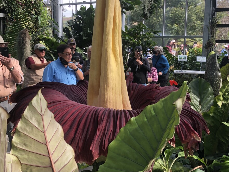 corpse flower Encinitas