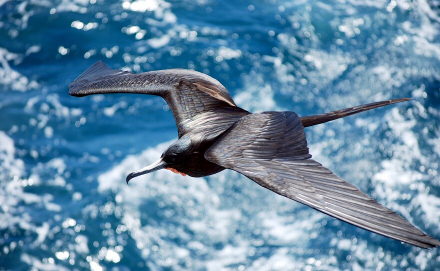 Frigatebirds have to find ways to stay aloft because they can't land on the water. This bird was flying between the Galapagos islands of Santiago and Bartolome.