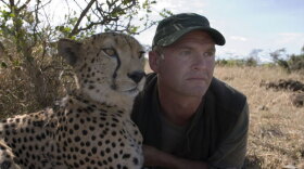 When the mother of two cheetah cubs is killed, a veteran filmmaker becomes their new parent. Pictured: Toki and Simon King.