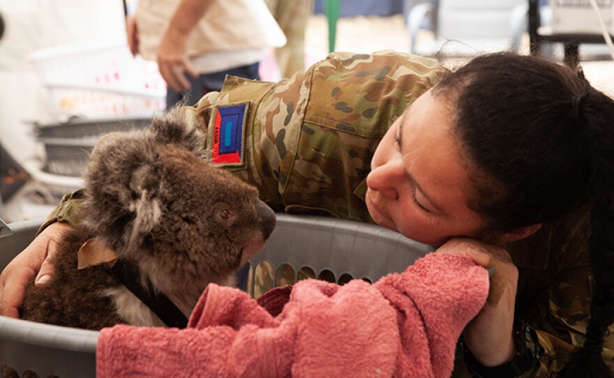 Member of the Australian Defence comforts a koala. Meet the people rescuing and caring for the animal survivors of Australia's devastating bushfires. (undated photo)