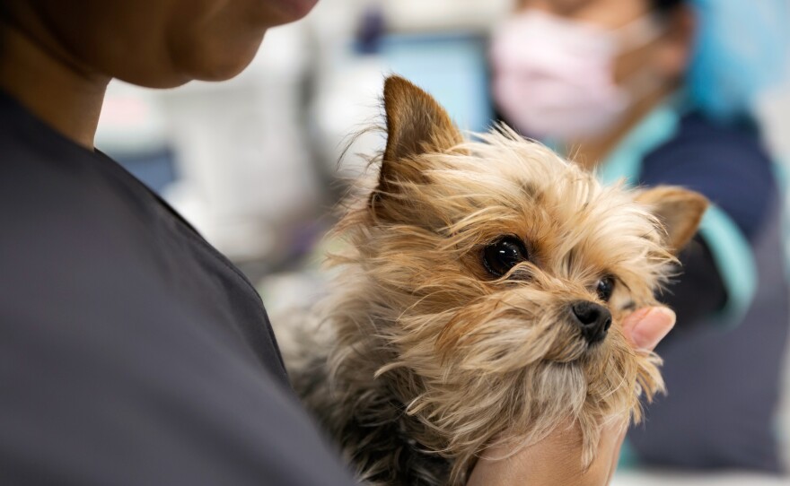 Veterinarians say that helping suffering animals and stressed-out owners can become grueling.