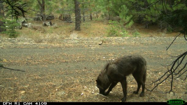 A gray wolf in Northern California’s remote Siskiyou County, May 3, 2016.