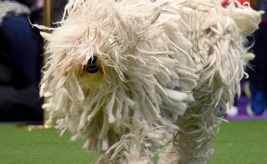 Komondor, also known as "BettyBoop," moves through the judging area during Day Two of the competition. Insert gratuitous mop joke here.