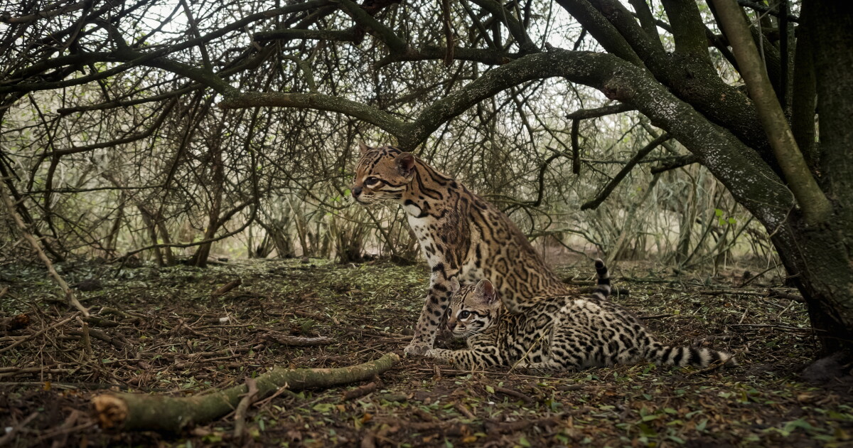 Ocelot Habitat ocelot-habitat
