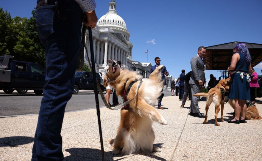 Morgan, a military service dog, stands on her hind legs for her handler before a press conference for H.R. 1448, Puppies Assisting Wounded Service Members (PAWS) for Veterans Therapy Act outside the U.S. Capitol on May 13.